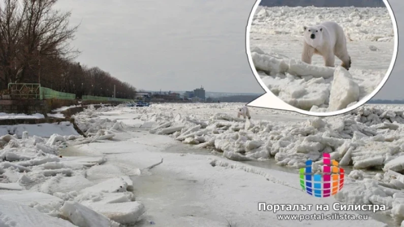 Пумата край Шумен май не е като бялата мечка край Силистра преди 13 години